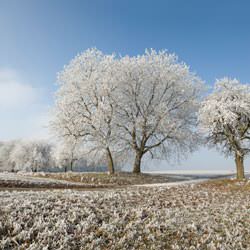 Frost covering trees and a grassy field in New Kensington